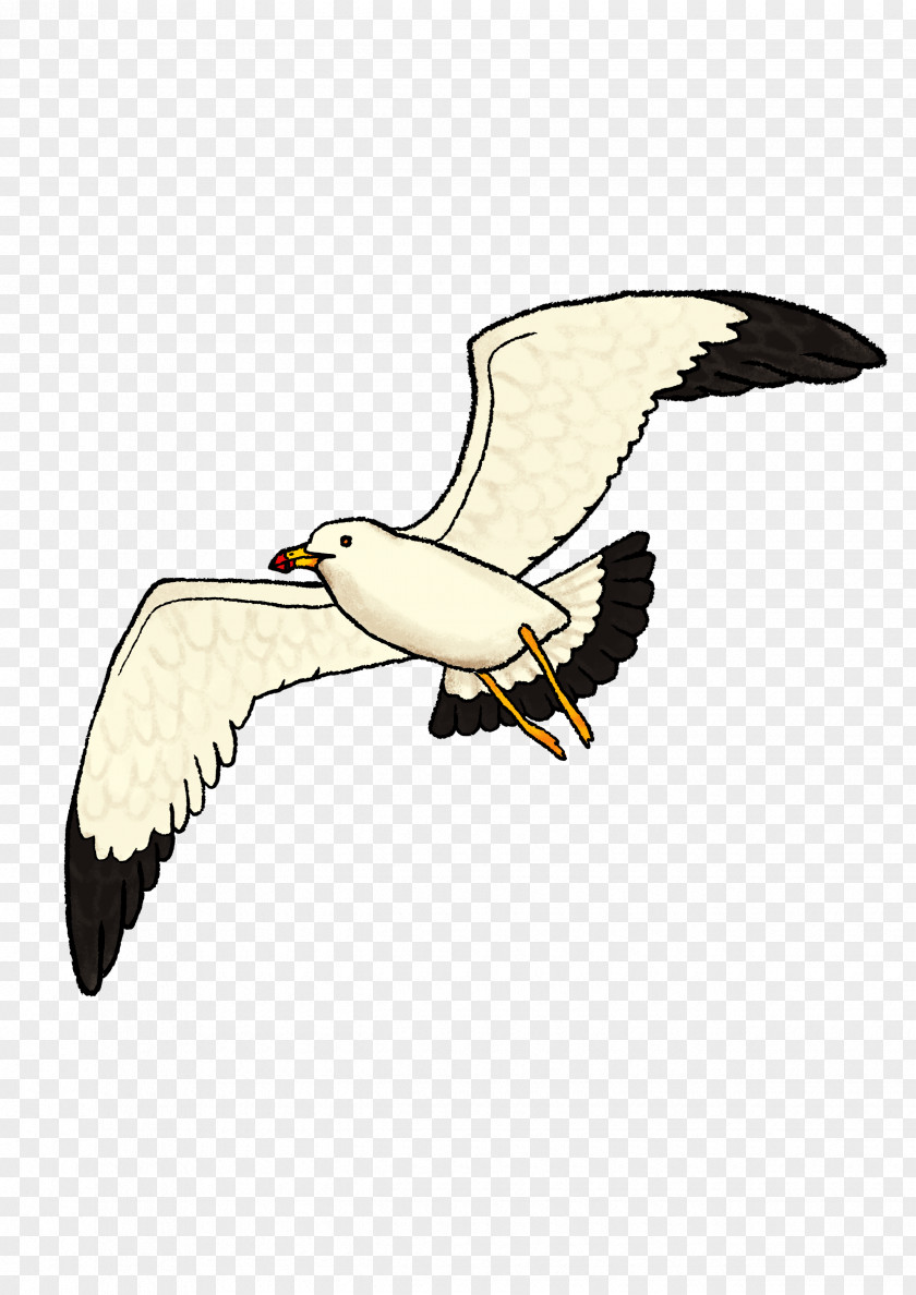 High Value Eagle European Herring Gull Gulls Vulture Clip Art PNG
