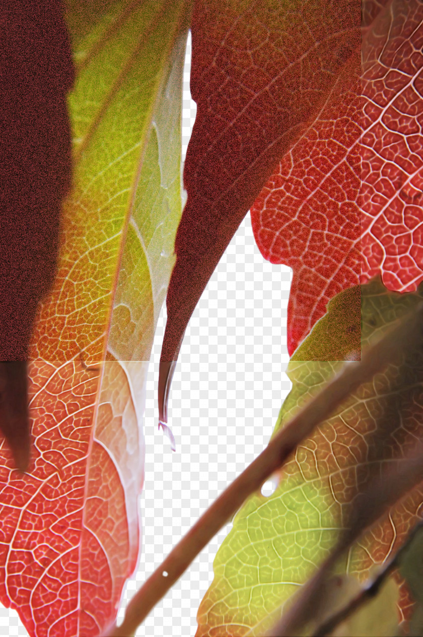 Leaf Plant Stem Flora Close-up Plants PNG