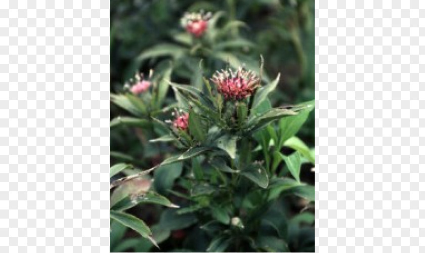 Plant Tincture Herbaceous Root Medicinal Plants Coneflower PNG