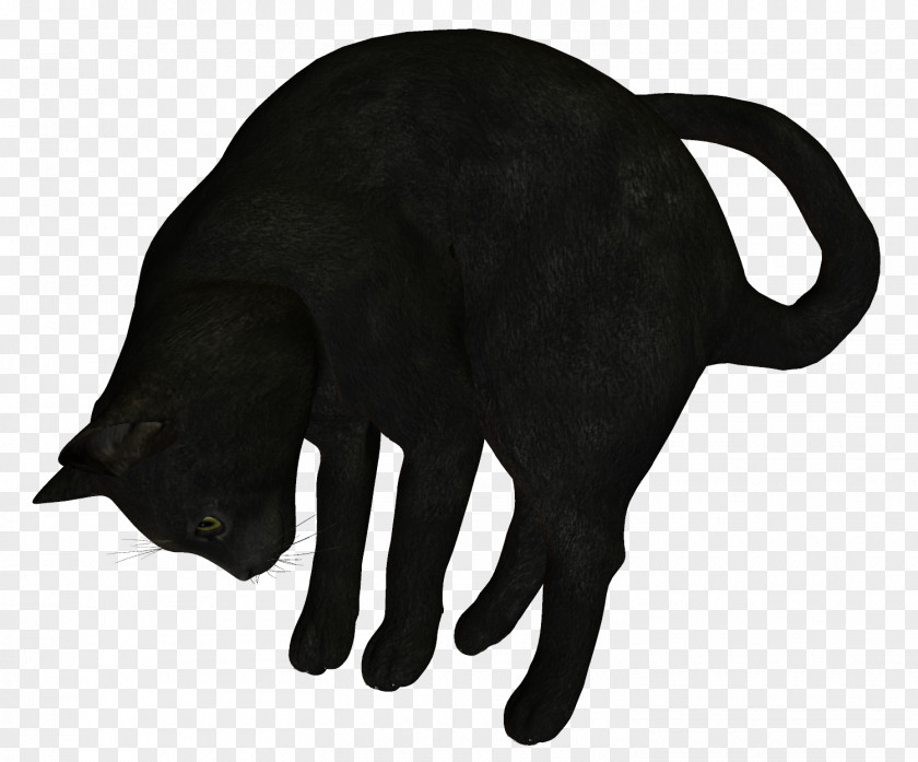 Cat Black Whiskers PNG