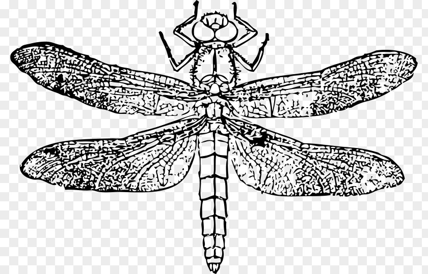 Dragonfly Nutrition Download Clip Art PNG