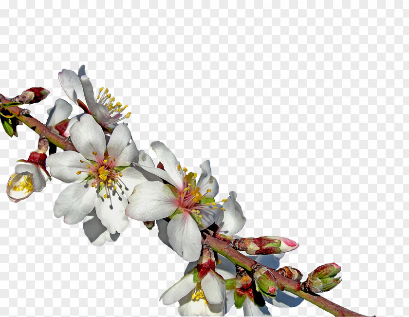 Flower Almond Blossoms PNG