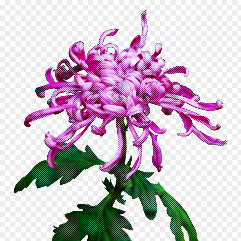 Flower Plant Purple Lilac Pink PNG