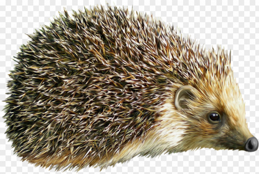 Hedgehog Wallpaper PNG