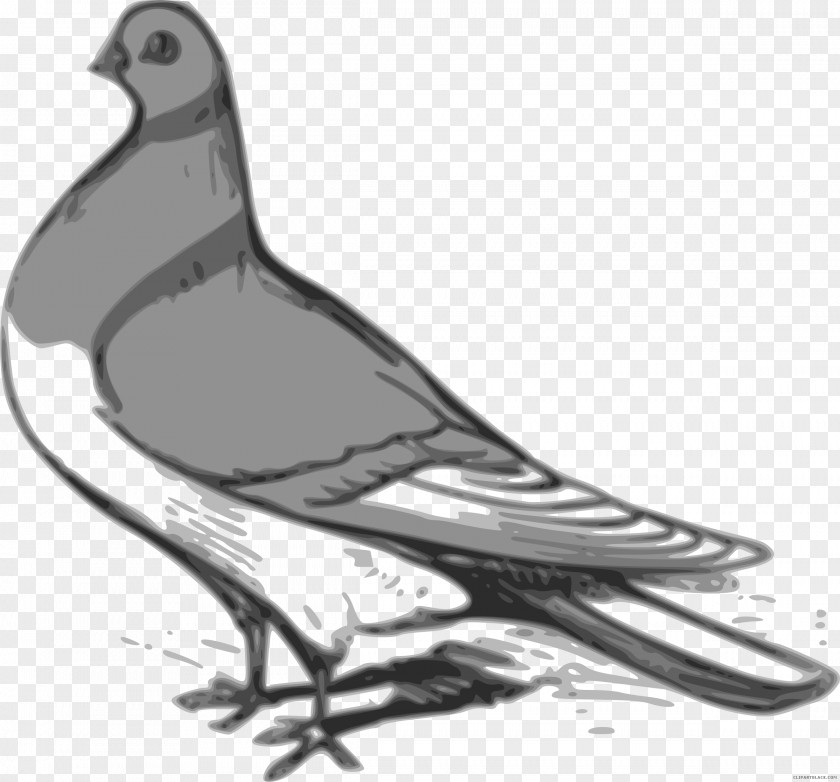 Nicobar Pigeon Clip Art Vector Graphics Illustration Image PNG