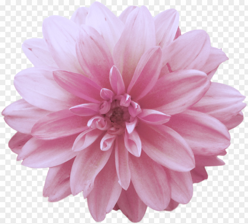 Peony Dahlia Flower Pink Clip Art PNG