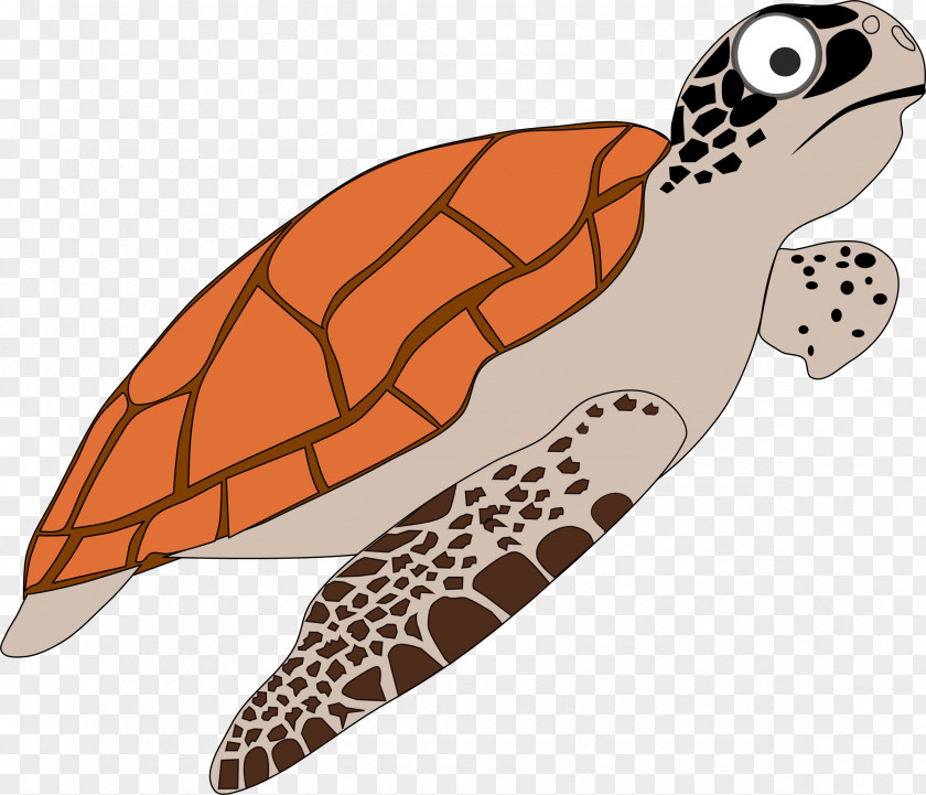 Tortoide Sea Turtle Cartoon Clip Art PNG