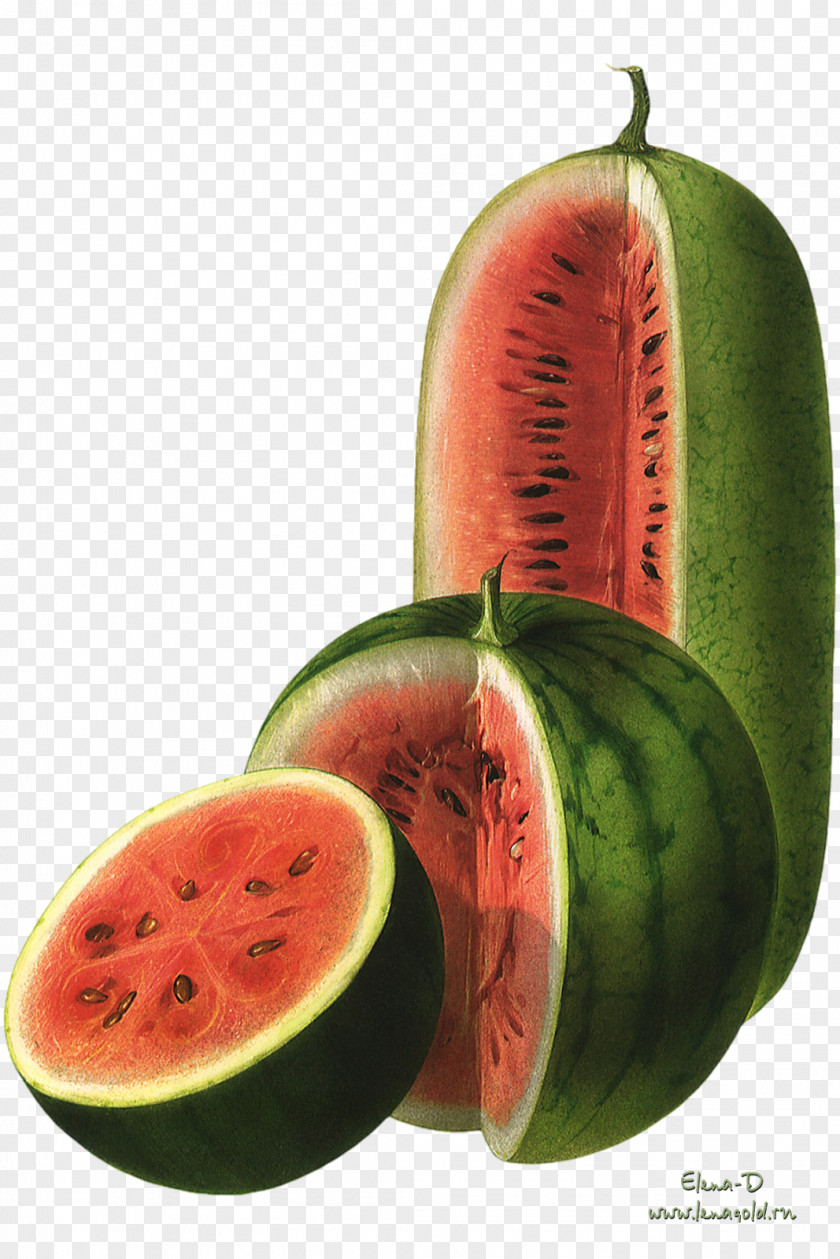 Watermelon Citrullus Lanatus Food Art PNG