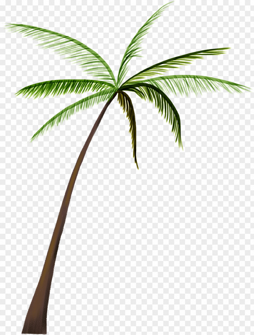 Coconut Tree Arecaceae Nata De Coco PNG