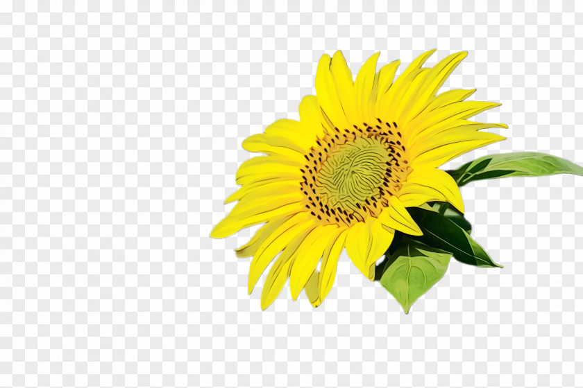 Daisy Family Cut Flowers Sunflower PNG
