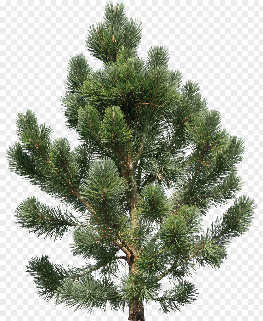 Fir-tree Pine Tree Fir Clip Art PNG