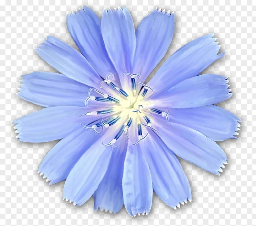 Flower Chicory Dolly Sods Wilderness Photography Blue PNG