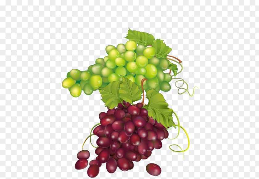 Grape Common Vine Zante Currant Seedless Fruit Leaves PNG