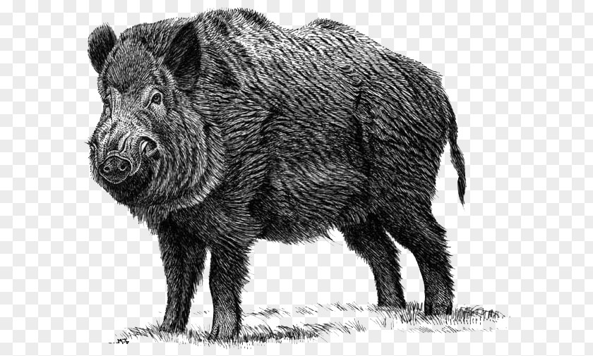 Opisthoteuthis Californiana Domestic Pig Peccary Hunting Mammal Wildlife PNG