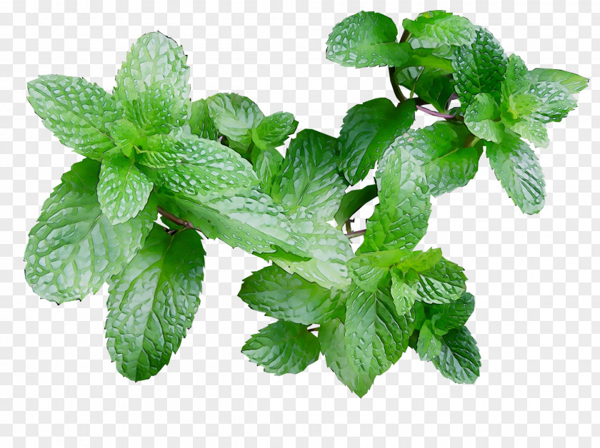 Peppermint Flavor Spearmint Mojito Electronic Cigarette Aerosol And Liquid PNG