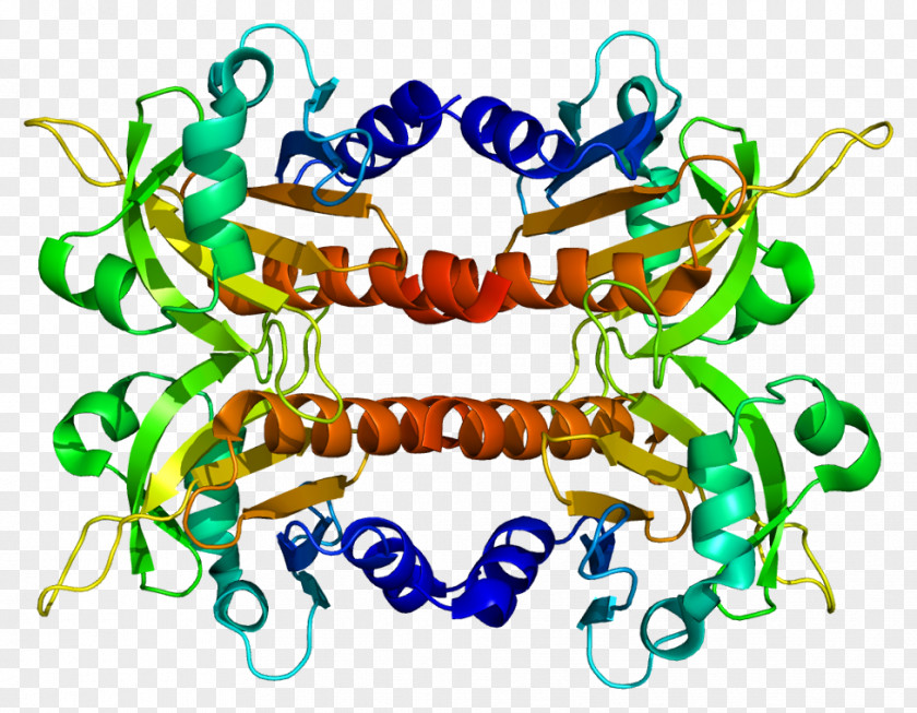 PFN2 Profilin Vasodilator-stimulated Phosphoprotein FMNL1 PNG