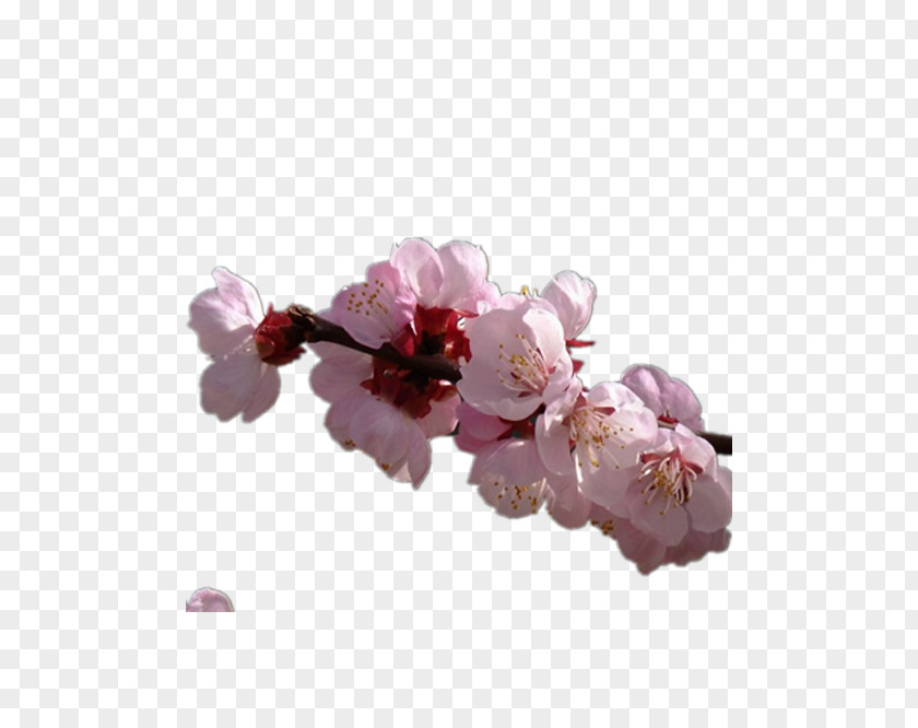 Pretty Apricot Flower PNG