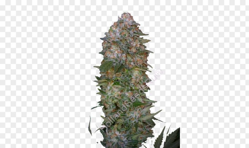 Soma Seeds Autoflowering Cannabis Seed Haze Marijuana Sativa PNG