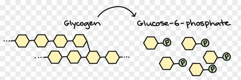 Broken Down Cellular Respiration Osmotic Concentration Ethanol Fermentation Glucose Lactic Acid PNG