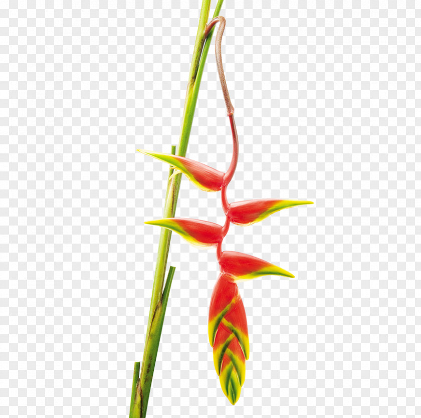 Colombia The Flower Expert Heliconia Rostrata Wagneriana Plant Stem PNG