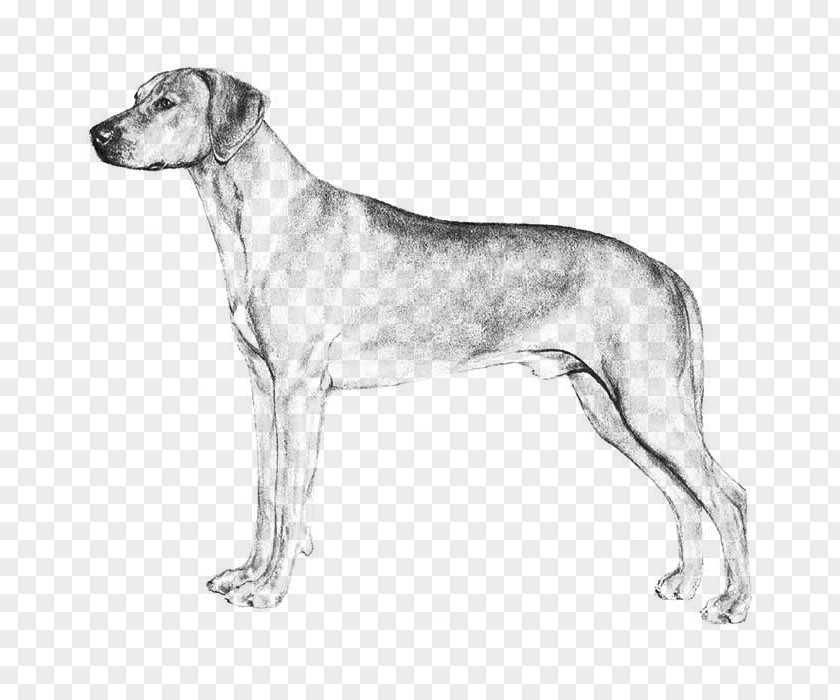 Dog Breed English Foxhound Harrier Great Dane Sloughi PNG