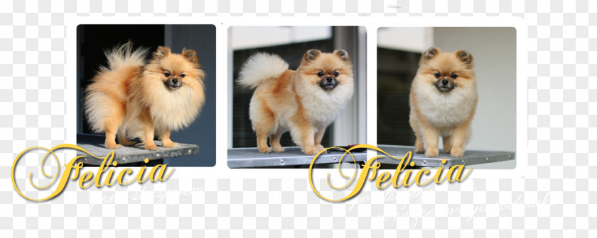 ınjun German Spitz Mittel Klein Finnish Pomeranian Eurasier PNG