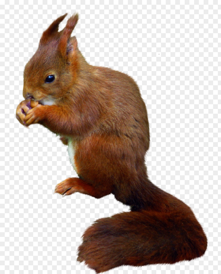 Squirrel Tree Rodent Red Eastern Gray PNG