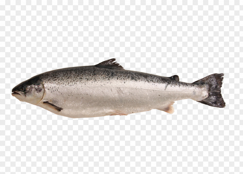 Fish Coho Salmon Products Oily PNG