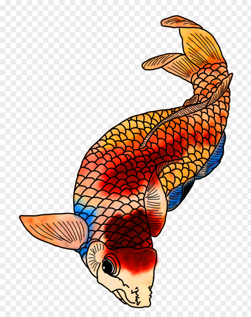 Koi Kōhaku Drawing Color Goldfish PNG
