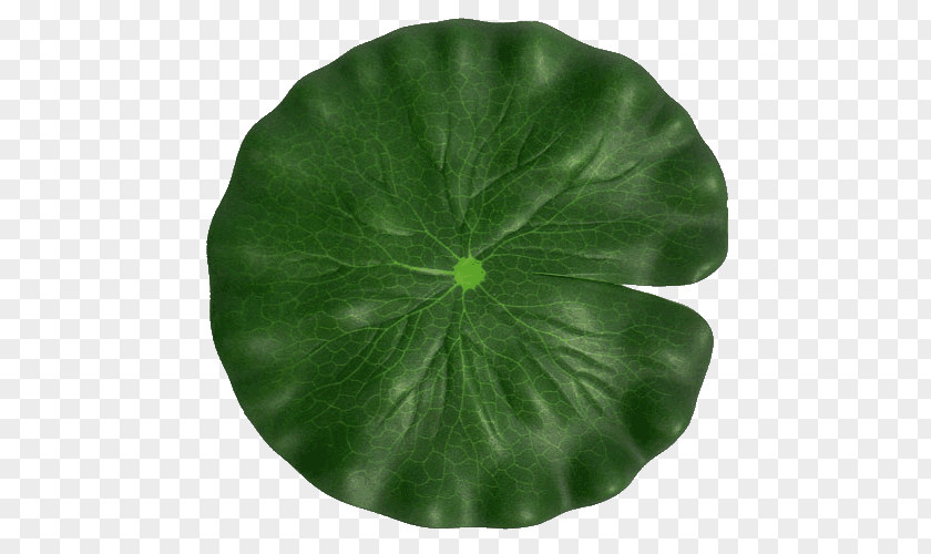 Leaf Green Flower Plant Symbol PNG