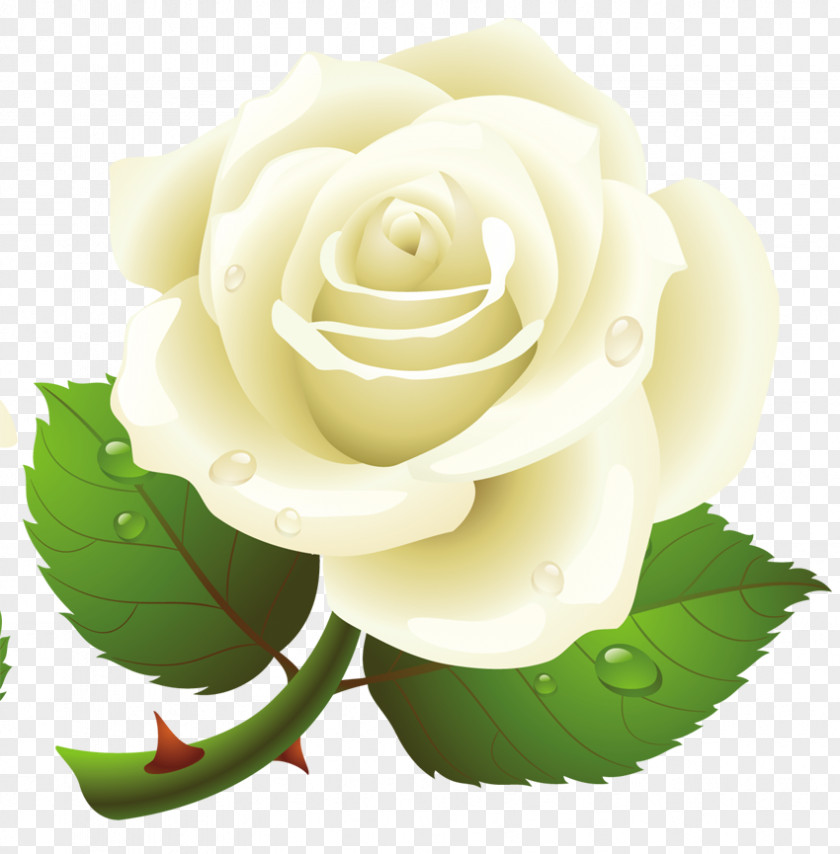 Rose Clip Art PNG