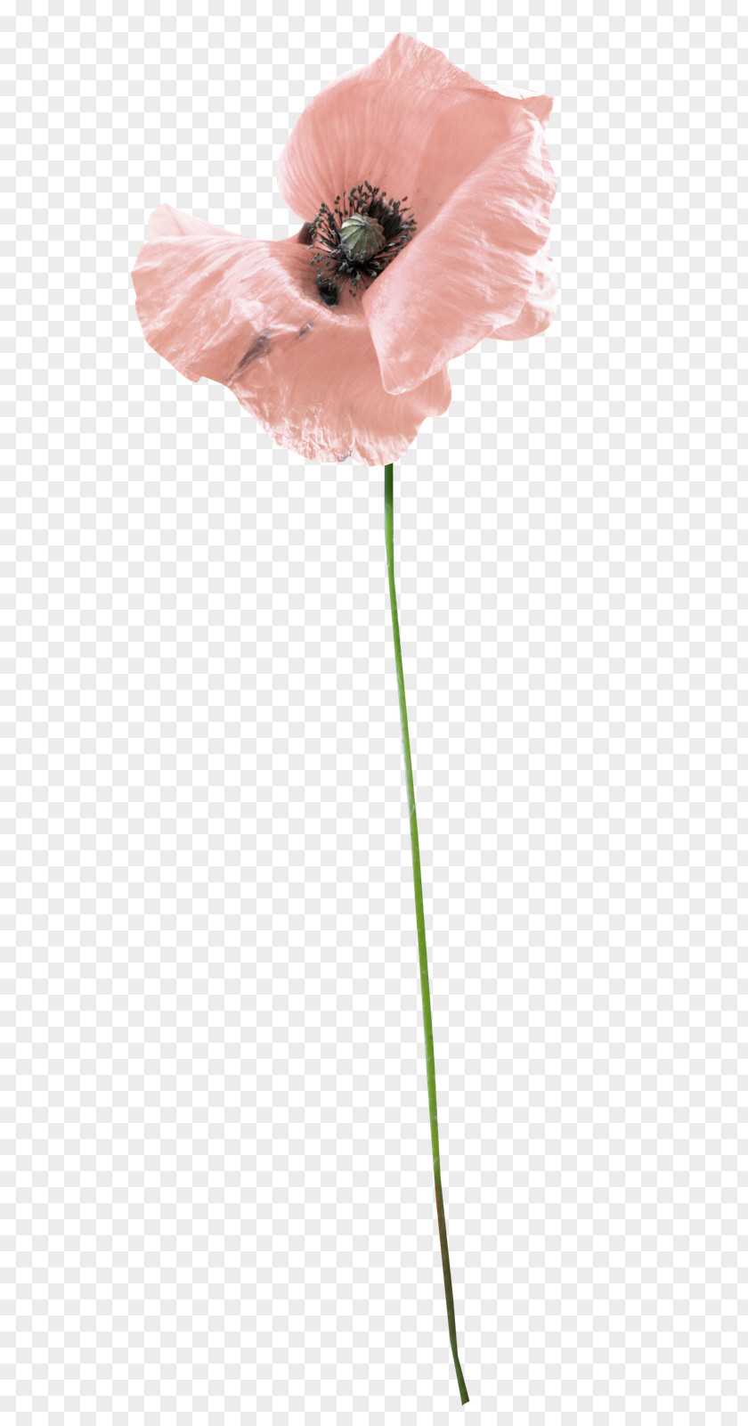 Whispering Cut Flowers Coquelicot Plant Stem Petal PNG