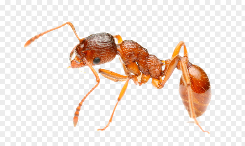 Insect Red Imported Fire Ant Pest Hymenopterans PNG
