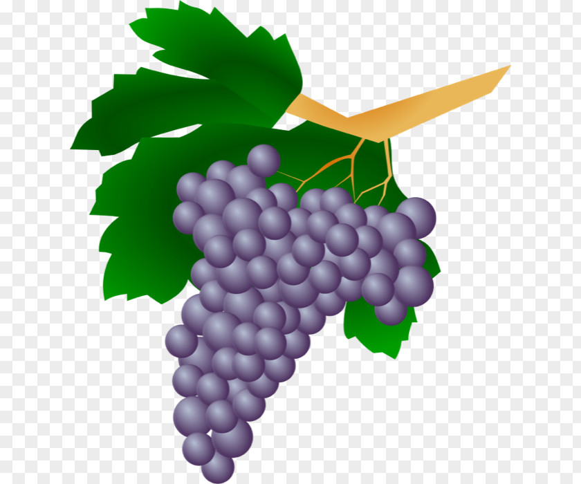 Pictures Of Grapes Common Grape Vine Straw Wine Grappa Clip Art PNG