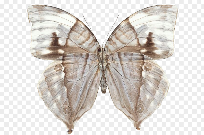 Transparent Butterfly Swallowtail Greta Oto Insect PNG