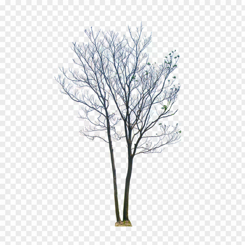 Tree Transparent Background Color Stock Photography Royalty-free Royalty Payment Image PNG