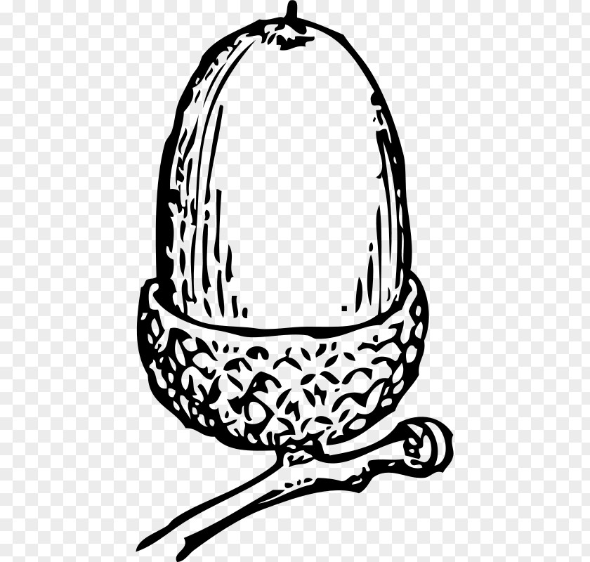 Acorn Download Clip Art PNG