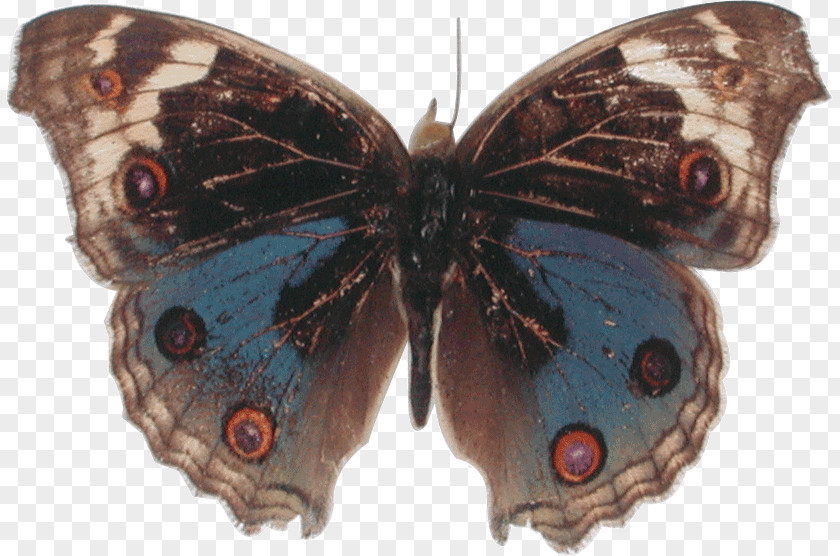 Butterfly Brush-footed Butterflies Gossamer-winged Moth Junonia Atlites PNG