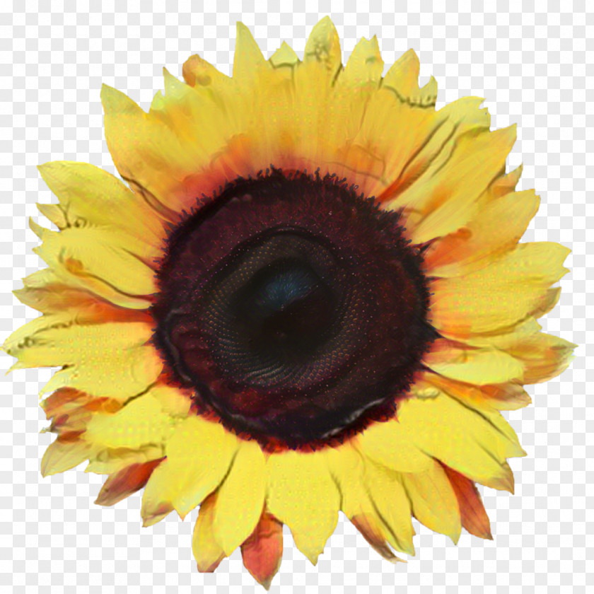 Common Sunflower Image Illustration Stock Photography PNG