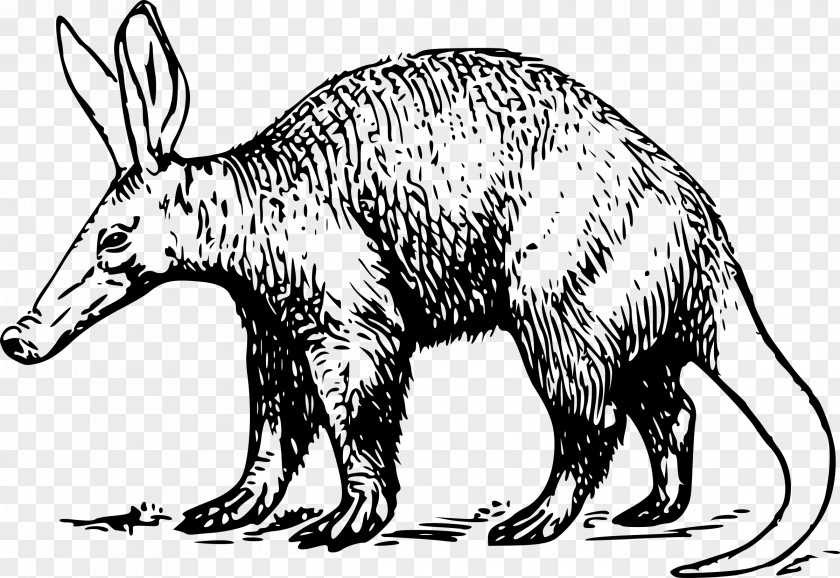 Drawing Animals Aardvark Anteater Clip Art PNG