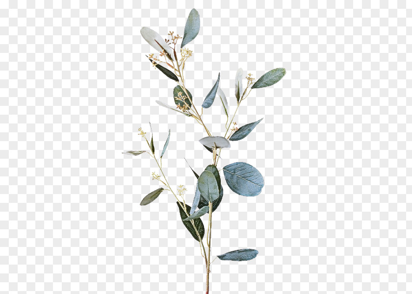 Flower Plant Branch Leaf Twig PNG