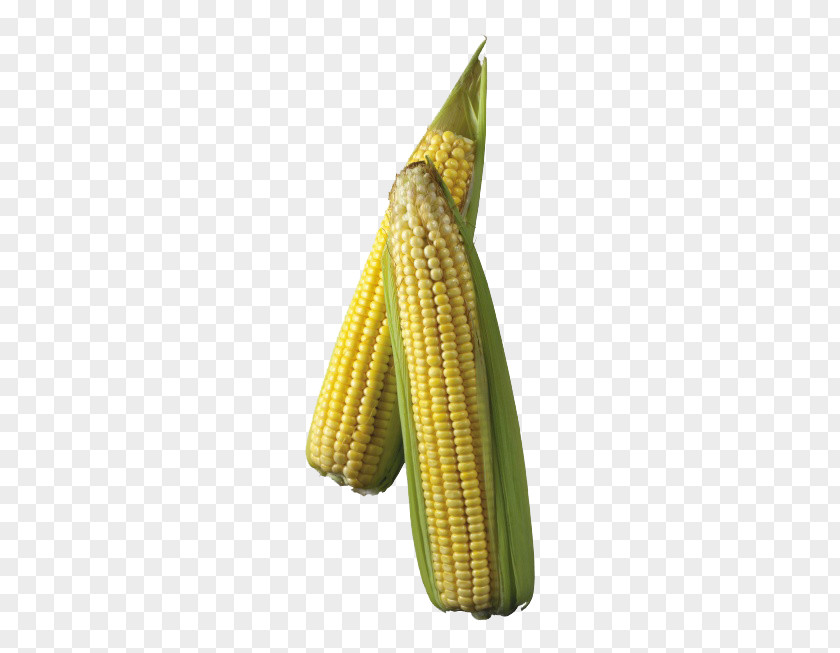 Golden Corn Maize On The Cob Clip Art PNG