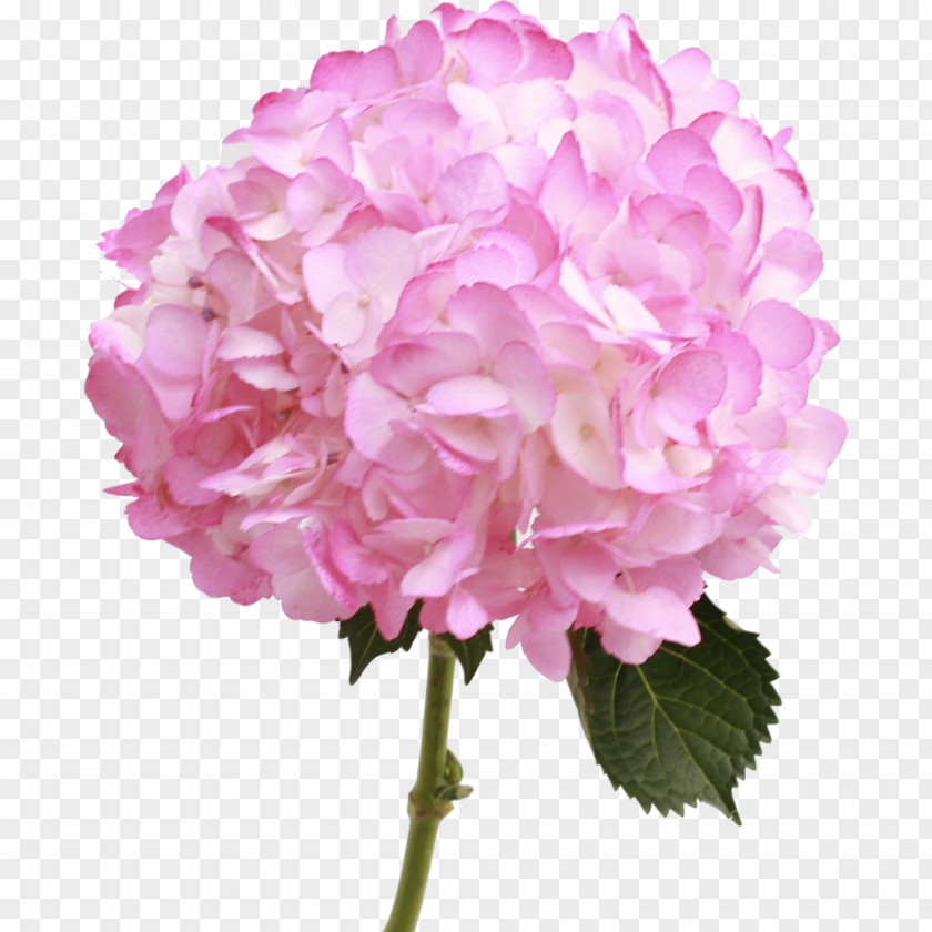 Hydrangea Pink Cut Flowers Plant PNG