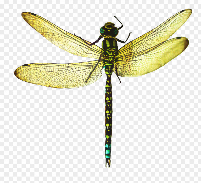 Membranewinged Insect Wing Dragonfly PNG