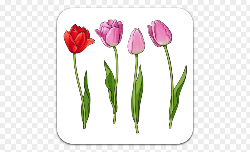 Tulip Drawing Royalty-free PNG