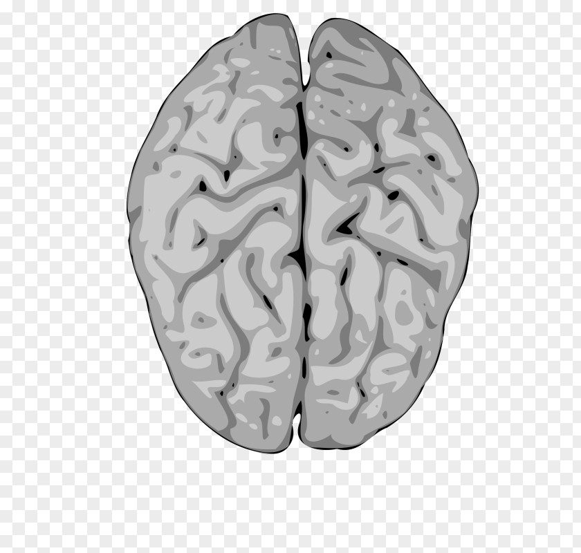 Brain Clip Art Human Vector Graphics Nervous System PNG