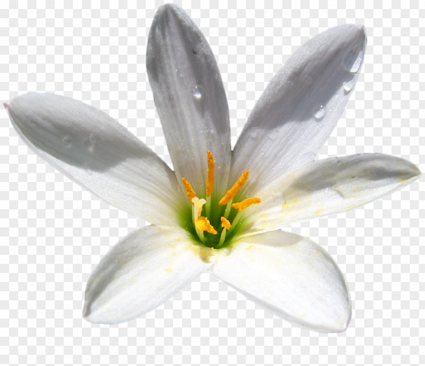 Crocus Petal Flower White PNG