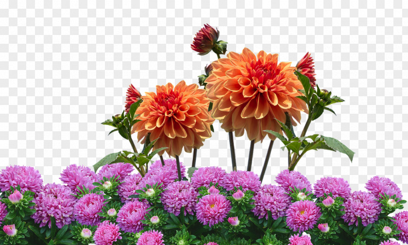 Flower Dahlia Garden Desktop Wallpaper PNG