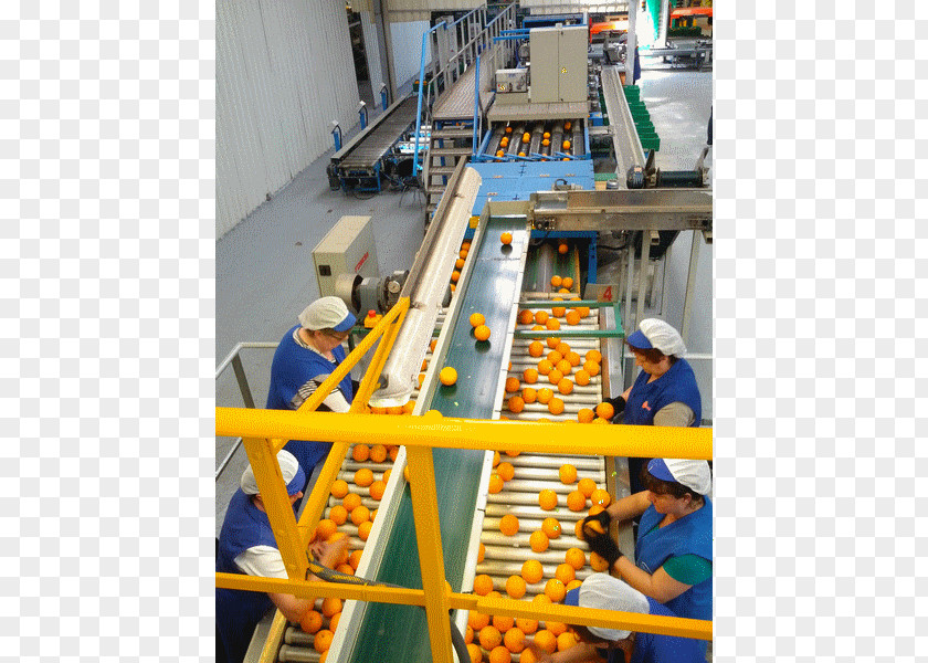 Orange Mandarin Juan Olaso Frutas Y Hortalizas S.A. Clementine PNG