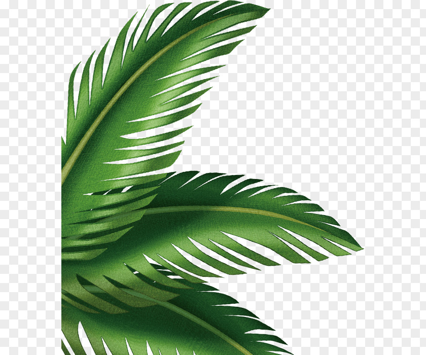 Palm Leaves Leaf Arecaceae Clip Art PNG